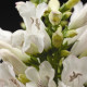 Пенстемон Pinacolada White