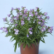 Пенстемон мекс CARILLO (h 20-25 cm) PURPLE 