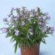 Пенстемон мекс CARILLO (h 20-25 cm) PURPLE