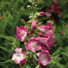 Пенстемон Хартвига F1 Arabesque™ Orchid