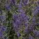 Перовськія Bluesette (h 36-56 cm), 25 шт, Kieft Seed