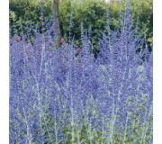 Перовскія лебедолистна - Perovskia atriplicifolia