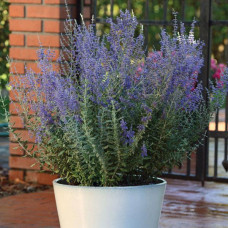 Перовські BLUE STEEL (h 46-91 cm), 100 шт, Kieft Seed