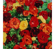 Перстач сріблястий - Potentilla hybrida