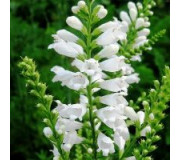 Фізостегія - Physostegia