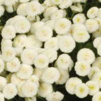 Ромашка VEGMO SNOWBALL EXTRA, 25 шт, Kieft Seed