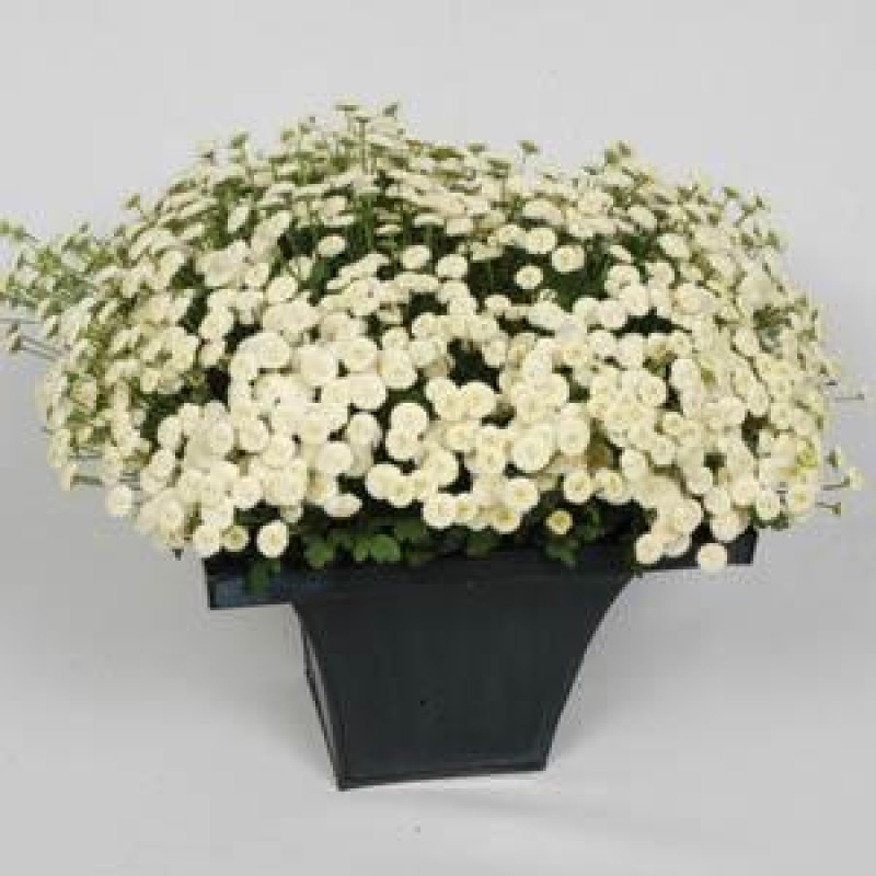 Ромашка VEGMO SNOWBALL EXTRA, 100 шт, Kieft Seed