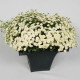Ромашка VEGMO SNOWBALL EXTRA, 100 шт, Kieft Seed