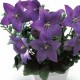Платикодон  Astra: Blue, 5 шт, Sakata