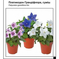 Платикодон Грандифлора, смесь