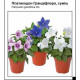 Платикодон Грандифлора, смесь