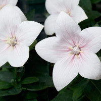 Платикодон  Astra: Light Pink, 250  шт, Sakata