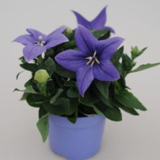 Платикодон Pop Star Blue, 5 шт, Benary