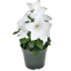 Платикодон  Pop Star White