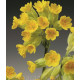 Примула весенняя Cabrillo Yellow
