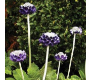 Примула - Primula