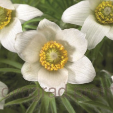 Простріл Pinwheel White, 500 шт, Syngenta