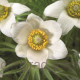Простріл Pinwheel White, 500 шт, Syngenta