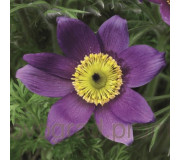 Сон звичайний - Pulsatilla vulgaris