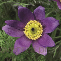 Простріл Pinwheel Blue Violet Shades, 500 шт, Syngenta