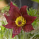 Простріл Pinwheel Dark Red Shades, 100 шт, Syngenta
