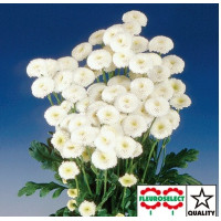 Ромашка Virgo White