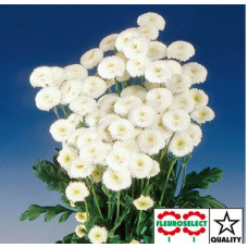 Ромашка Virgo White