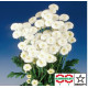 Ромашка Virgo White