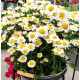 Ромашка садова Arctic Snow, 25 шт, HemGenetics