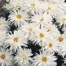Ромашка садова Crazy Daisy, 25 шт, Benary