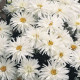 Ромашка садова Crazy Daisy, 1000 шт, Benary