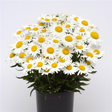 Ромашка Madonna  (h 20-25 cm), 25 шт, Kieft Seed