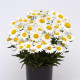 Ромашка Madonna  (h 20-25 cm), 1000 шт, Kieft Seed
