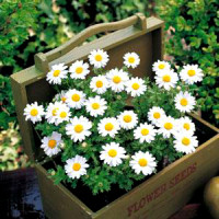 Ромашка (хризантема болотна) Snowland White, 250  шт, Takii seed