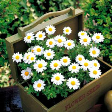 Ромашка (хризантема болотна) Snowland White, 250  шт, Takii seed