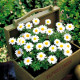 Ромашка (хризантема болотна) Snowland White, 250  шт, Takii seed