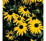 Рудбекія - Rudbeckia