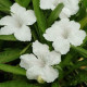 Руелія SOUTHERN STAR (h 25-30 cm) WHITE, 25 шт, PanAmerican
