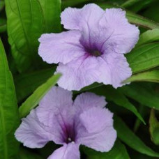  Руелія SOUTHERN STAR (h 25-30 cm) BLUE, 5 шт, PanAmerican