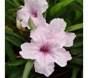 Руелія Бріттона - Ruellia brittoniana