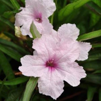  Руелія SOUTHERN STAR (h 25-30 cm) PINK, 5 шт, PanAmerican