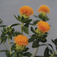 Сафлор GRENADE (h 80-100 cm) ORANGE, 50 шт, Kieft Seed