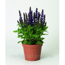  Сальвія чудова Merleau Blue Compact, 100 шт, Syngenta