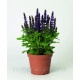 Сальвія чудова Merleau Blue Compact, 500 шт, Syngenta