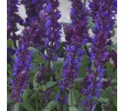 Сальвія лісова - Salvia nemorosa