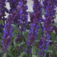 Сальвія лісова NEW DIMENSION BLUE, 1000 шт, Kieft Seed