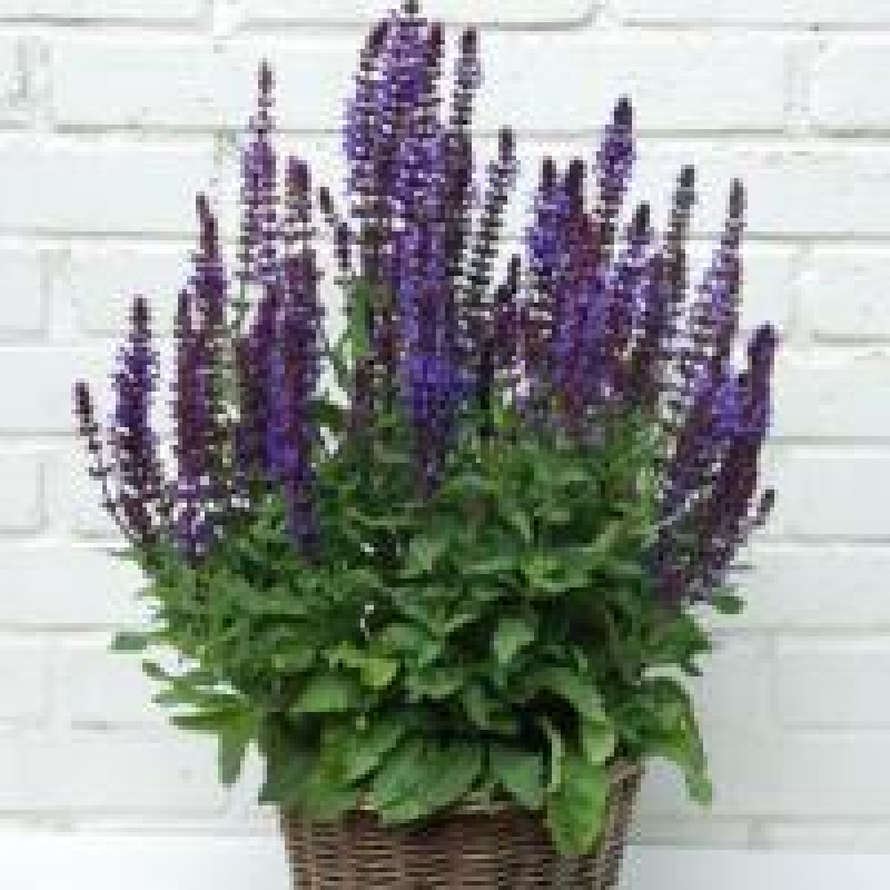 Сальвія лісова NEW DIMENSION BLUE, 25 шт, Kieft Seed
