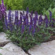 Сальвія лісова NEW DIMENSION BLUE, 25 шт, Kieft Seed