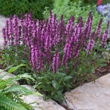 Сальвія лісова NEW DIMENSION ROSE, 1000 шт, Kieft Seed