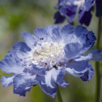  Скабіоза кавказька Fama®: Deep Blue, 5 шт, Benary